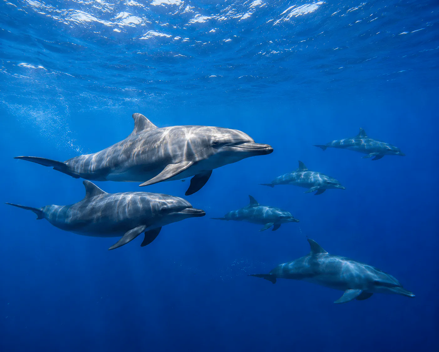 Dolphins in Open Water